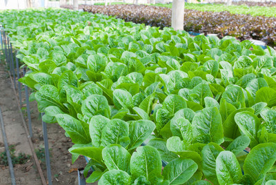 9~12月种植什么蔬菜才能适应天气,为菜农们增加收入呢?